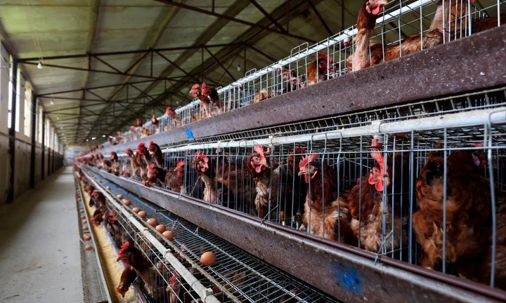 Trung Quốc ghi nhận ca nhiễm chủng cúm gia cầm H3N8 đầu tiên ở người