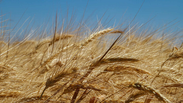 Cảnh báo nạn đói toàn cầu vì chiến sự ở Ukraine