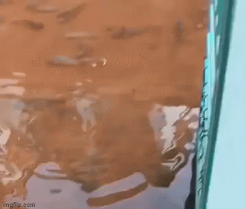 Video: Đàn cá bơi vào nhà dân sau trận mưa lớn