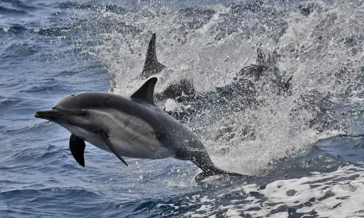 5.000 con cá heo chết dưới Biển Đen vì hoạt động quân sự của Nga 