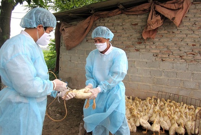 Bé gái nhiễm cúm gia cầm A/H5 ở Phú Thọ đã qua cơn nguy kịch