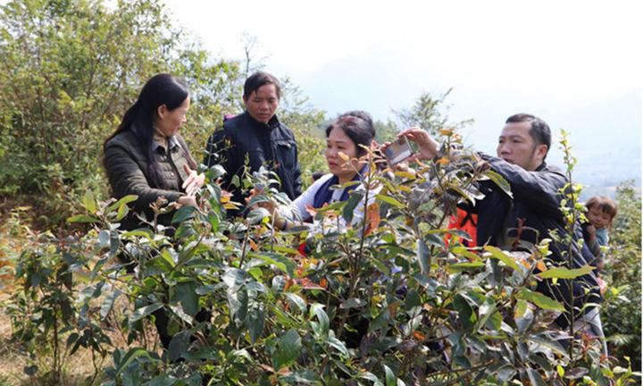 Hai trẻ tử vong nghi do lá ngón