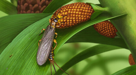 Phát hiện hóa thạch cổ nhất của loài côn trùng thụ phấn