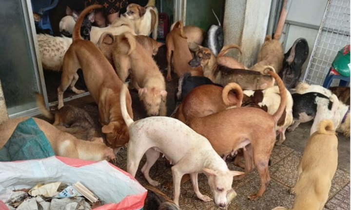 TP.HCM: Phạt hộ gia đình 64 triệu đồng vì nuôi chó gây ô nhiễm môi trường
