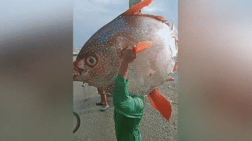 Clip: Ngư dân bắt được cá mặt trăng 