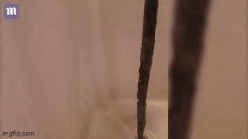 Vừa mở nắp cống, cô gái thất kinh khi nhìn thấy  "quái vật kinh dị " dài tới 70cm