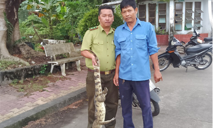 Toàn bộ cá sấu sổng chuồng ra hồ nước công viên Kiên Giang đã bị bắt sau hơn 1 tháng tìm kiếm