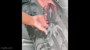 Kỳ lạ con mực đổi màu trong chớp mắt