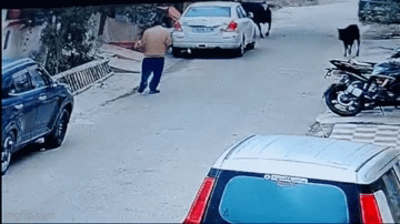 Kinh hoàng khoảnh khắc người đàn ông bị bò điên húc tử vong khi đang đi bộ