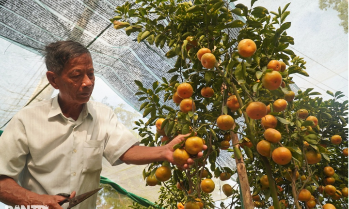 Nhà vườn quýt kiểng chưng Tết: