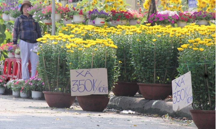 Người bán cây ngày 29 Tết ở Quảng Ngãi: Bán thu hồi vốn nhưng vẫn không 