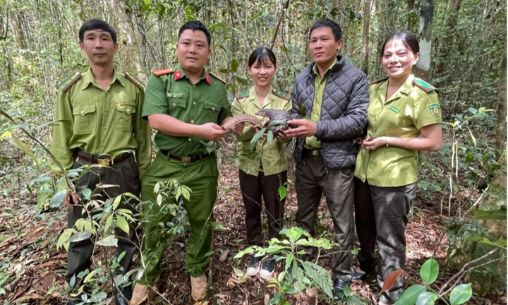 2 người đàn ông tự nguyện giao nộp tê tê vàng quý hiếm cho công an sau khi bắt được 