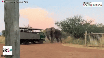 Voi khổng lồ bất ngờ