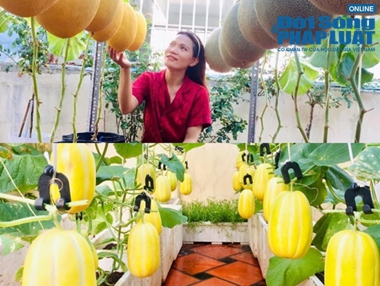 Tròn mắt trước vườn dưa sai trĩu quả trên sân thượng của cô gái Sài thành