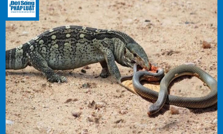 Video: Kỳ đà tung