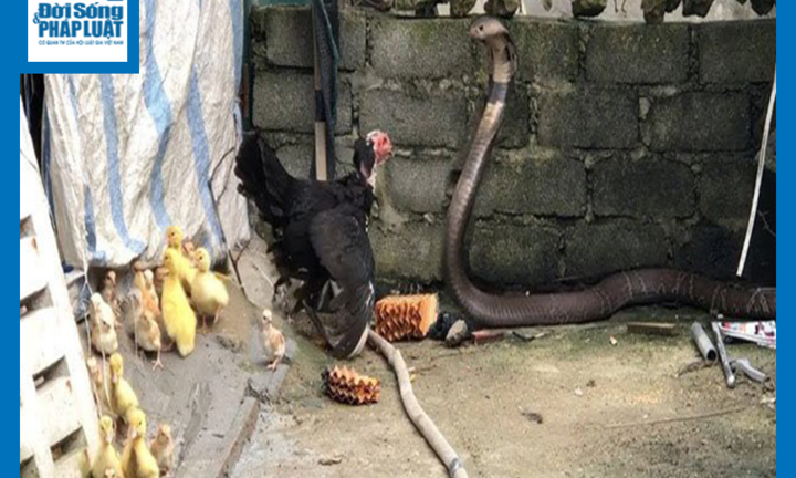 Video: Tấn công gà mẹ đang ấp trứng, rắn hổ mang đất hoang mang khi gặp đúng đối thủ