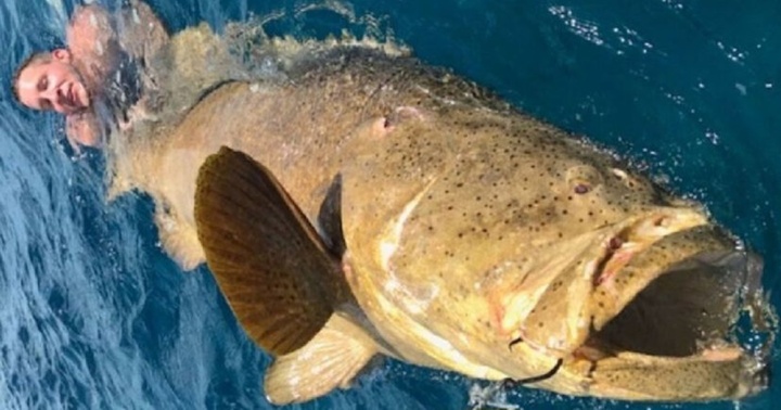 Cá mú siêu to khổng lồ nặng hơn 200kg, kéo luôn cần thủ xuống biển