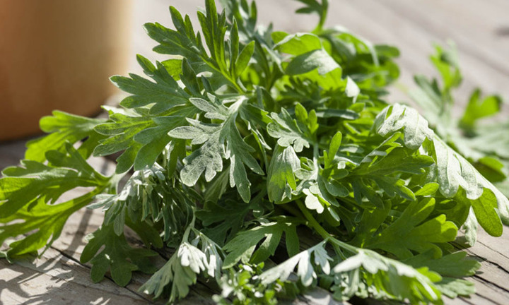 Loại rau khá quen thuộc với người Việt, được coi là