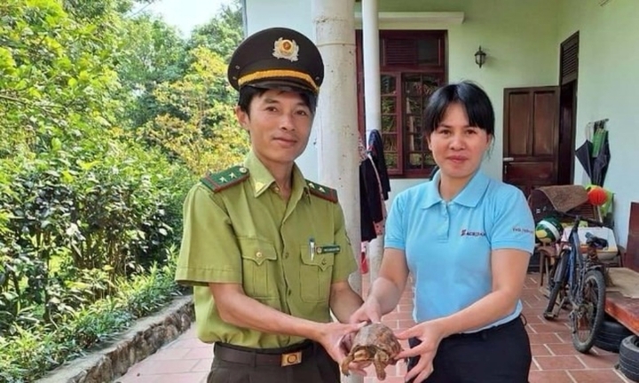 Phát hiện rùa hộp trán vàng miền Trung quý hiếm trong vườn nhà dân