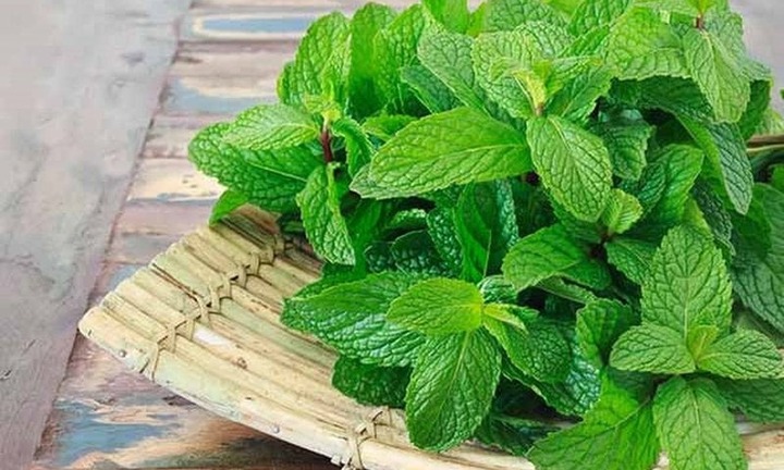 Loại cây “nhỏ mà có võ”, thần dược của những người hay ốm vặt