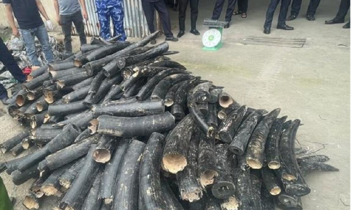 Bắt giữ 1,6 tấn ngà voi được sơn đen ngụy trang nhập lậu vào Việt Nam