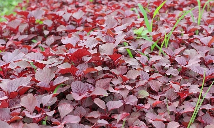 Đừng ăn rau dền nêu bạn là một trong những nhóm người này