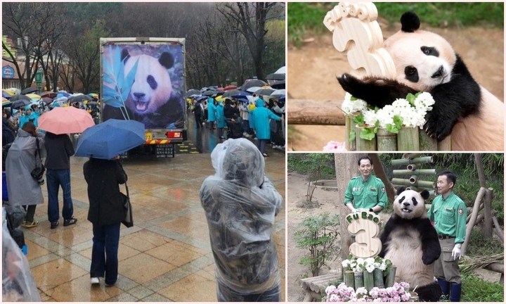 Hàng nghìn người hâm mộ Hàn Quốc đội mưa lớn đến tiễn gấu trúc Fu Bao về nước