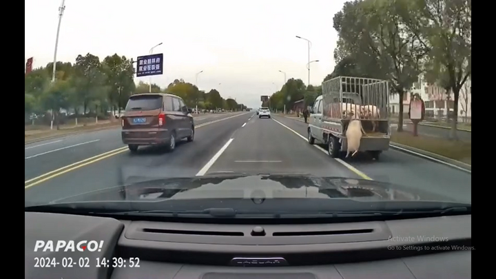 Video: Bất ngờ cảnh lợn rơi khỏi chiếc xe tải đang chạy trên đường