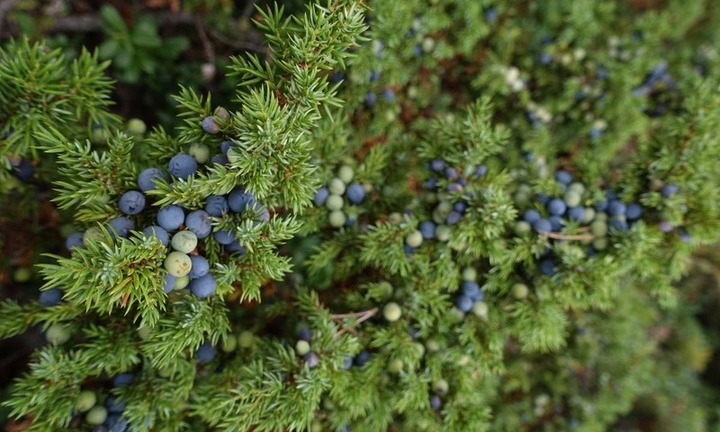 Một loại cây rất tốt cho người bị sỏi thận, nhiều người không biết vẫn hay làm ngơ