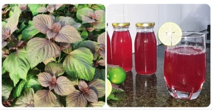 Các tác dụng của lá tía tô có thể bạn chưa biết