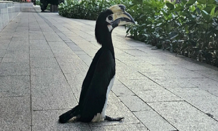 Cận cảnh chim cao cát bụng trắng quý hiếm xuất hiện tại TP.HCM