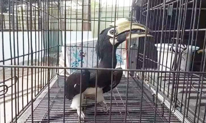 Tin thời sự nóng mới nhất ngày 7/4: Bắt được chim cao cát bụng trắng quý hiếm giữa đường phố TP.HCM