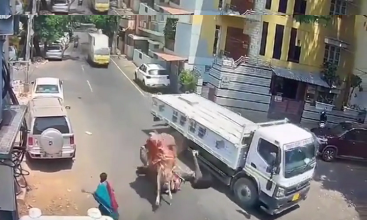 Video: Bị bò húc, người đàn ông văng vào gầm xe tải