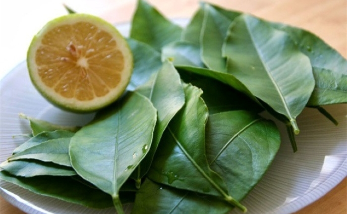 Những lợi ích đáng kinh ngạc của lá chanh đối với sức khỏe nhiều người chưa biết