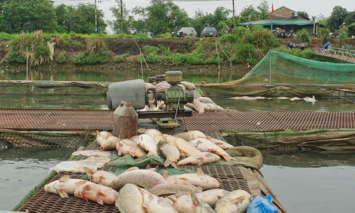 Tìm ra nguyên nhân hàng trăm tấn cá chết bất thường ở Hải Dương