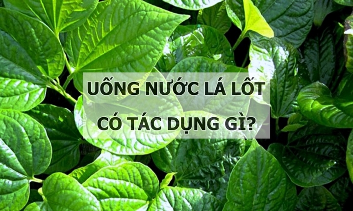 Uống nước lá lốt có tác dụng thế nào đối với sức khỏe?