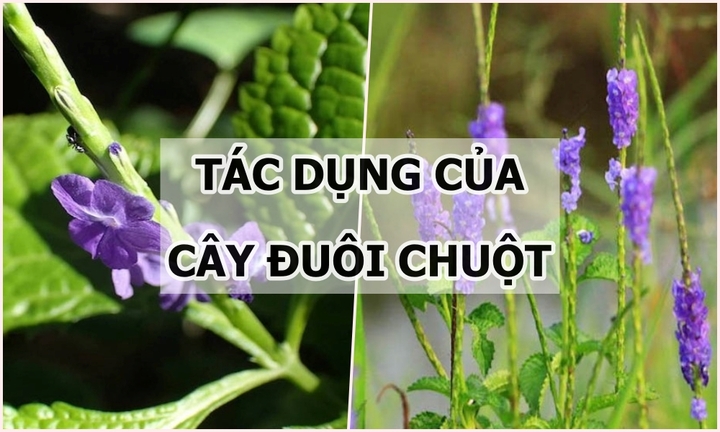 Cây đuôi chuột có tác dụng chữa những bệnh gì?