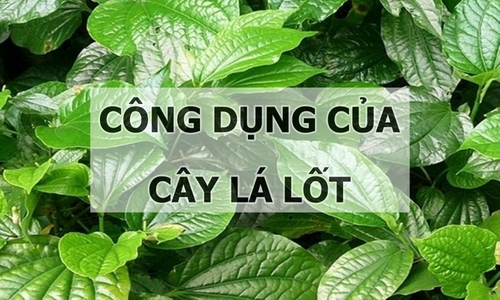 Cây lá lốt có công dụng chữa những bệnh gì?