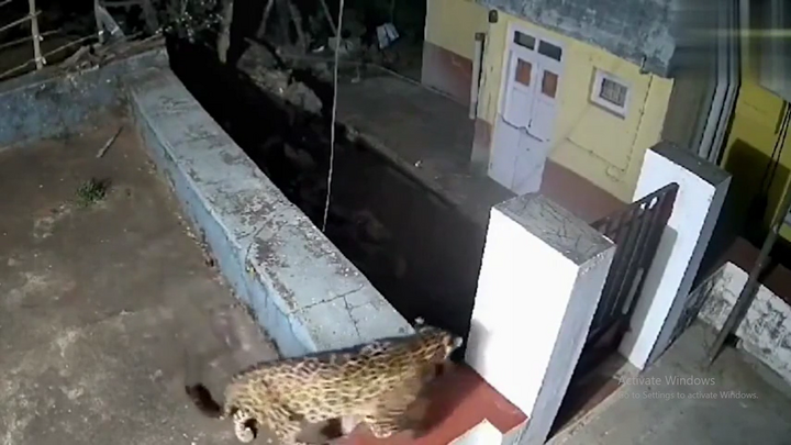 Video: Kịch tính màn chạm mặt của báo và gấu đen trong ngôi nhà hoang