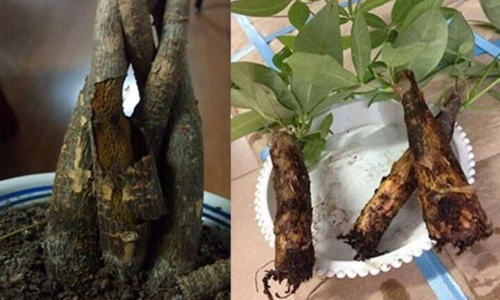 Rễ cây kim ngân có tác dụng gì mà khiến nhiều người săn lùng tìm kiếm?