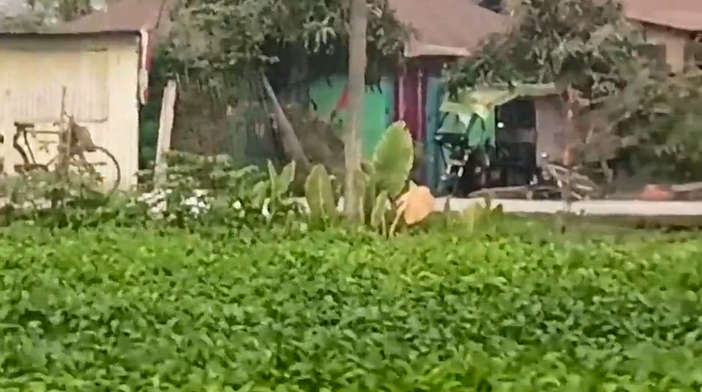 Trâu điên trốn khỏi chuồng,