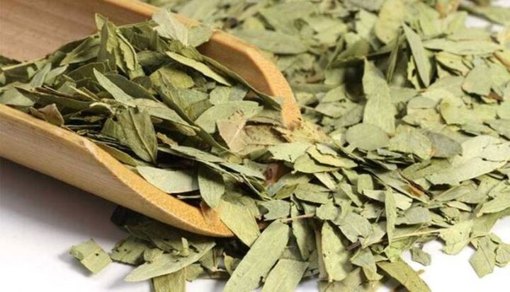 Uống phan tả diệp nhiều liệu có gây hại?