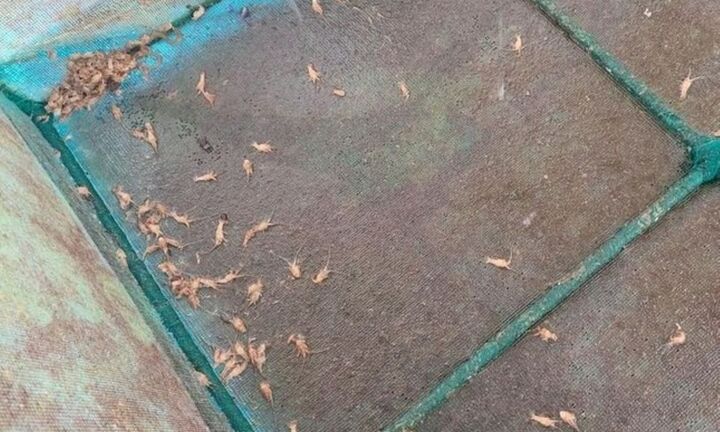 Khánh Hòa: Tôm hùm nuôi lồng bè trên vịnh Vân Phong chết chưa rõ nguyên nhân