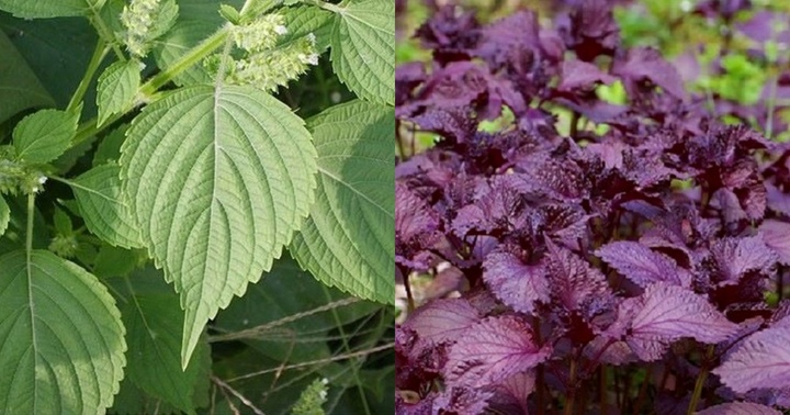 Uống lá tía tô đỏ tốt hơn lá tía tô xanh?