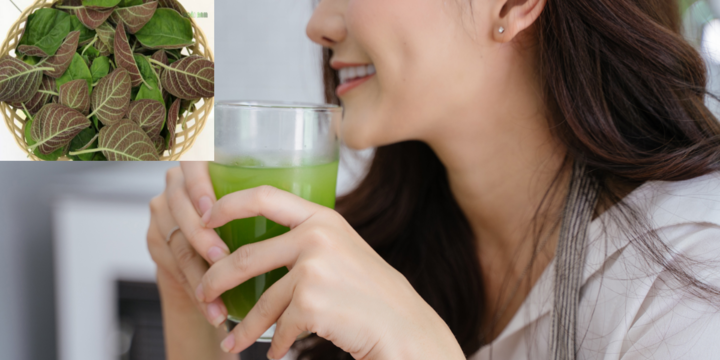 Uống nước lá mơ hằng ngày có tốt không? Cách sử dụng hợp lý