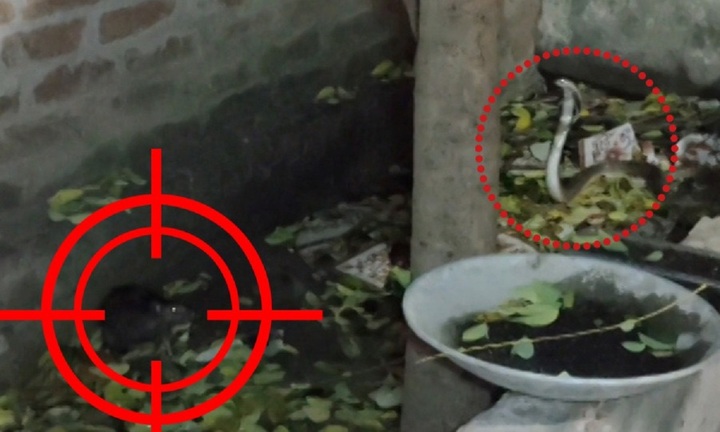 Bị rắn hổ mang  "phục kích ", chuột mẹ liều mạng để cứu đàn con