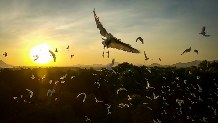 Tiếng kêu cứu trước vấn nạn “tận diệt chim trời”