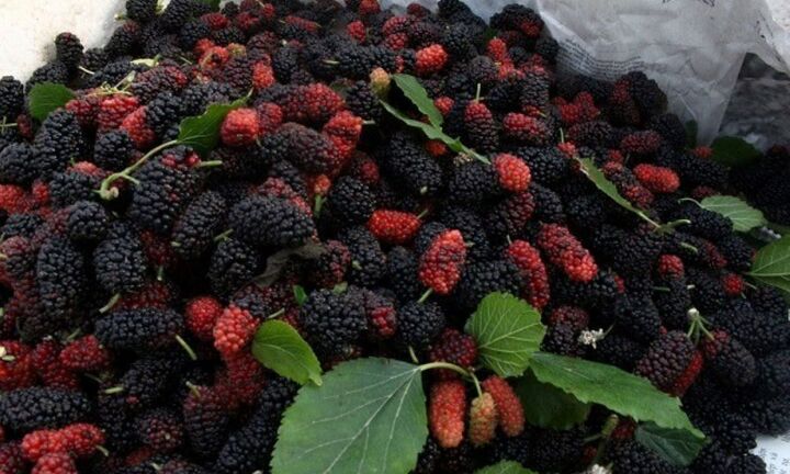 4 nhóm người này tuyệt đối không nên ăn dâu tằm 