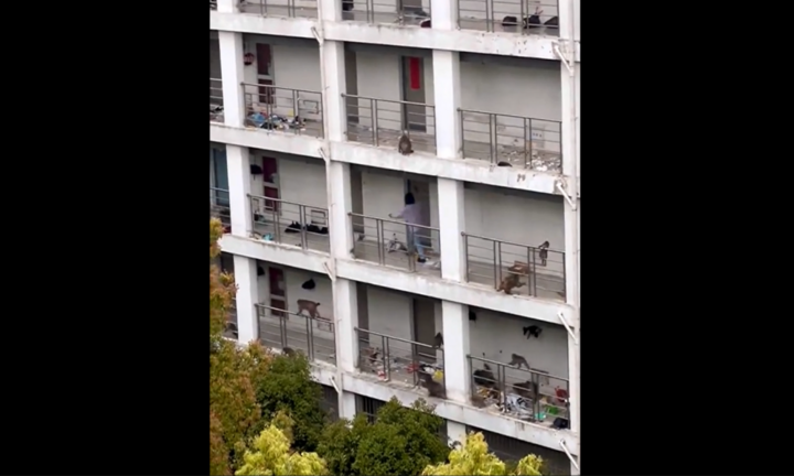 Cận cảnh đàn khỉ hoang “đại náo” ký túc xá trường đại học