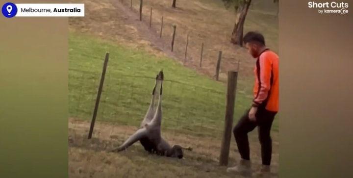 Video: Kịp thời giải cứu chú Kangaroo bị mắc ngược chân trên hàng rào thép